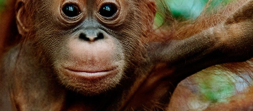 Un orang-outan est assis sur la branche d’un arbre mort avec comme fond une forêt défrichée
