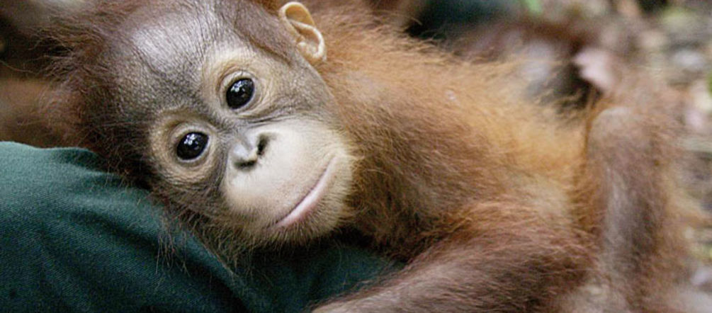 Bébé orang-outan nous regarde tristement