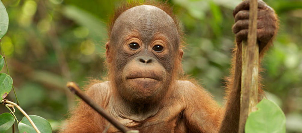Tripa reste l'habitat des orangs-outans de Sumatra Un jeune orang-outan assis nous regarde