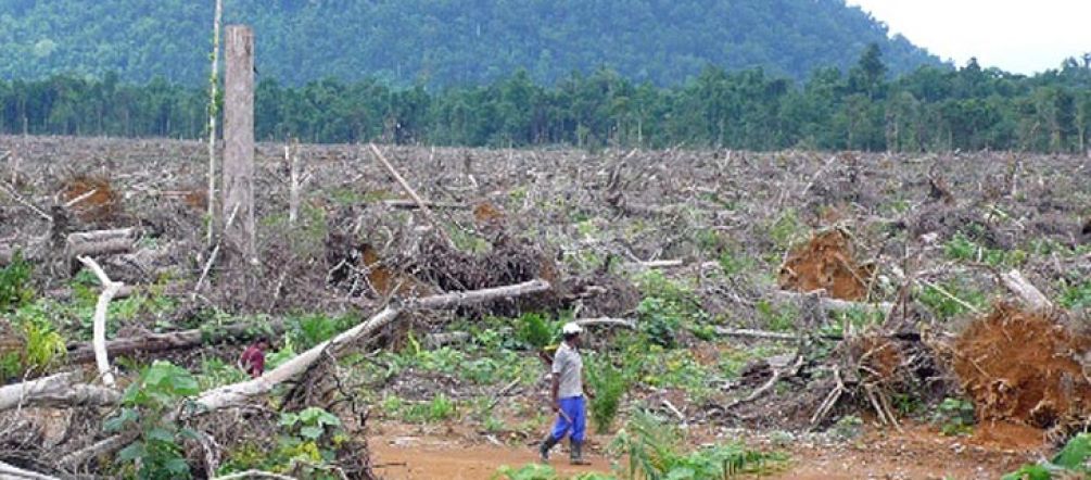 Déforestation pour l’huile de palme en Indonésie