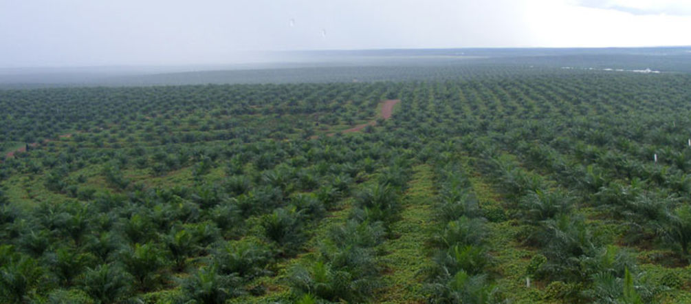 Raison principale de la destruction des forêts pluviales d'Indonésie : les plantations de palmier à huile Plants de palmiers à huile dans une plantation en Indonésie