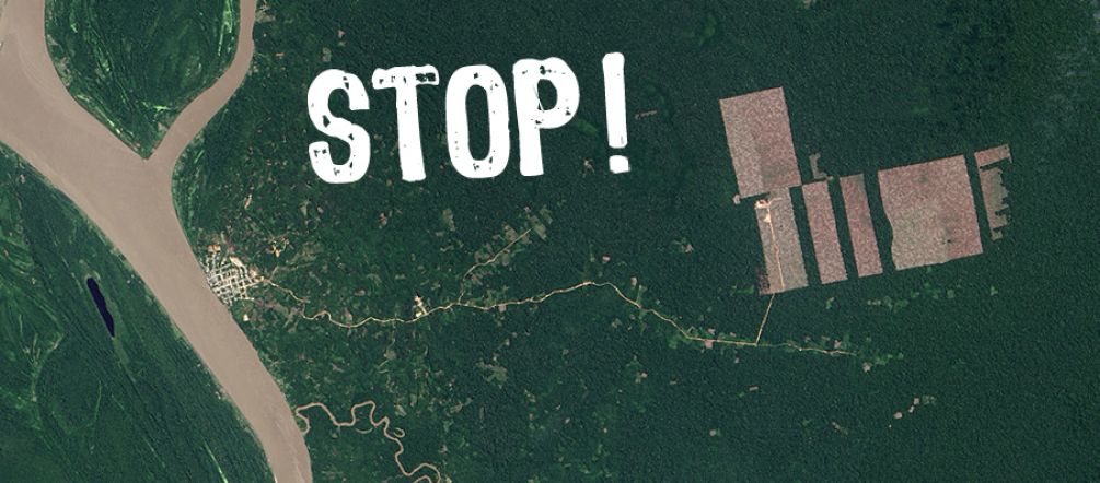 Des entreprises d’huile de palme ont commencé à déboiser les forêts au Pérou