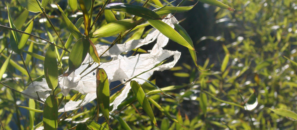 Un sac en plastique accroché à un arbre