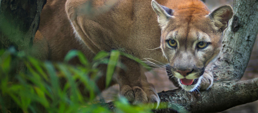 Un puma faisant le guet sur une branche en Amérique