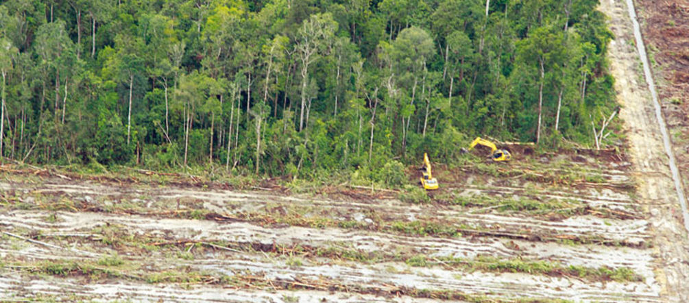 Déforestation pour l’huile de palme