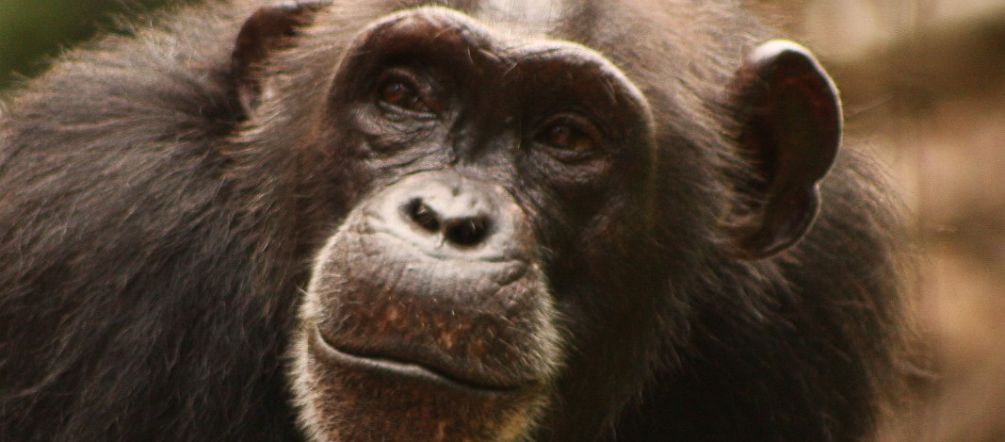 L'habitat des chimpanzés se dégrade dangereusement Un chimpanzé d’Afrique occidentale (Pan troglodytes verus), espèce menacée d'extinction selon l'UICN