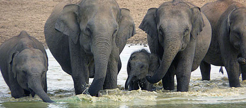 Eléphants du Sri Lanka (source: mongabay.com)