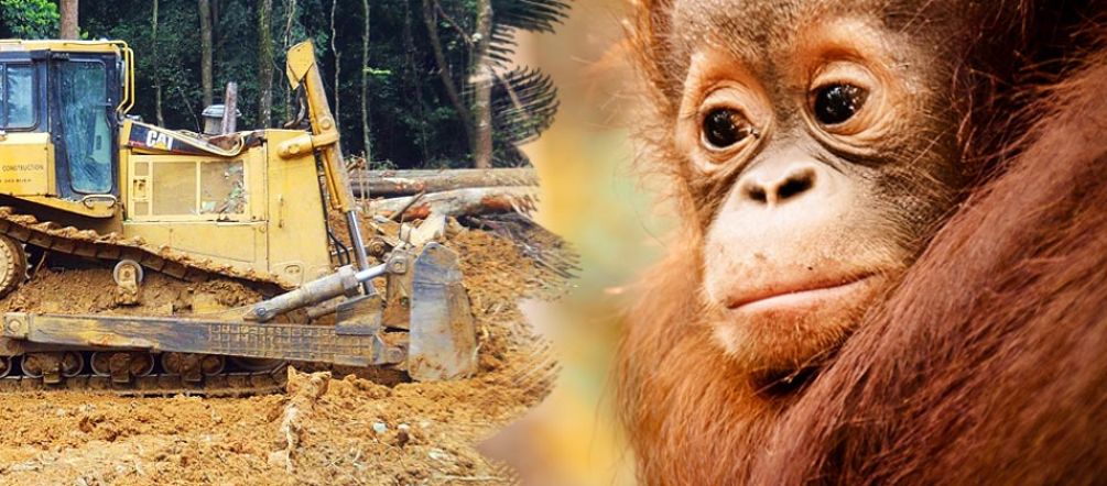 La forêt tropicales et l'habitat de l'orang-outan sont détruits pour l'huile de palme Photomontage : un orang-outan regarde impuissant un bulldozer détruire la forêt tropicale