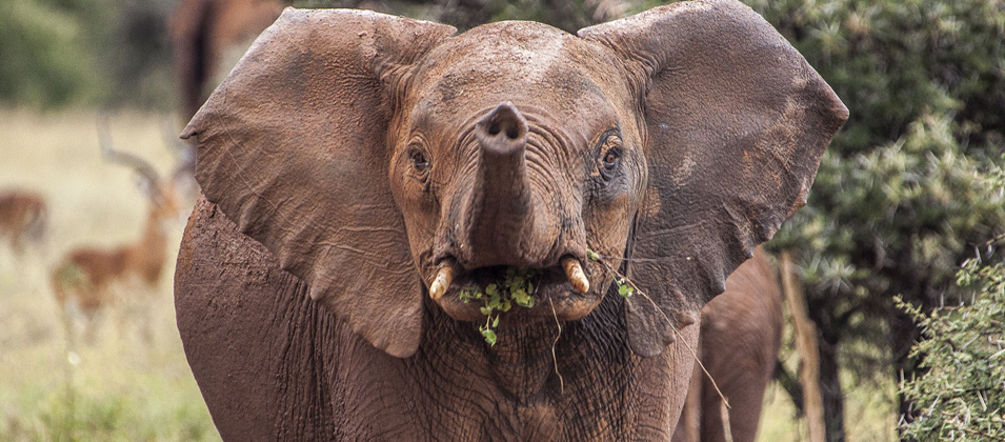 Les braconniers tuent des milliers d’éléphants chaque année Un éléphanteau dans le Serengeti