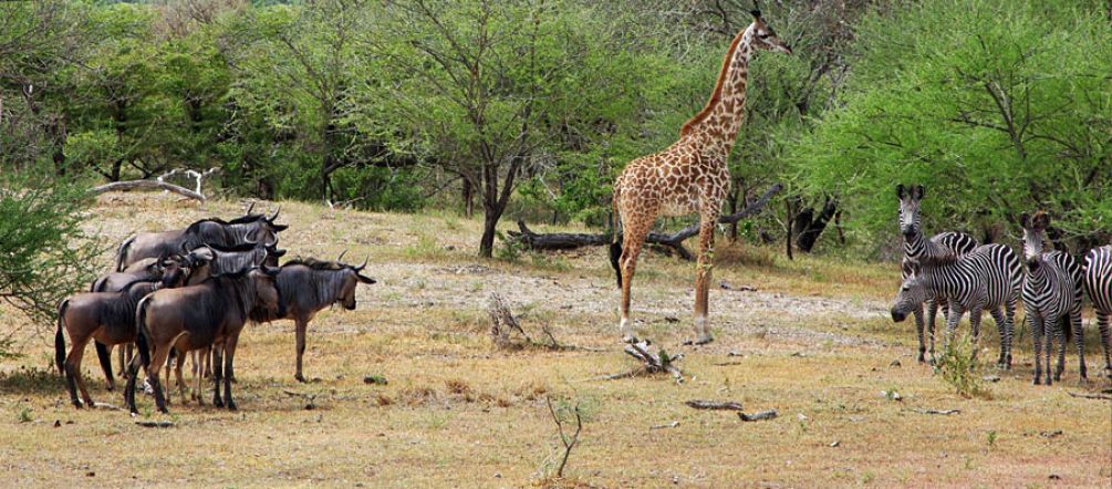 La faune unique de Selous est menacée par une mine d'uranium Gnous, girafe et zèbres autour d'un point d'eau dans la réserve de gibier de Selous