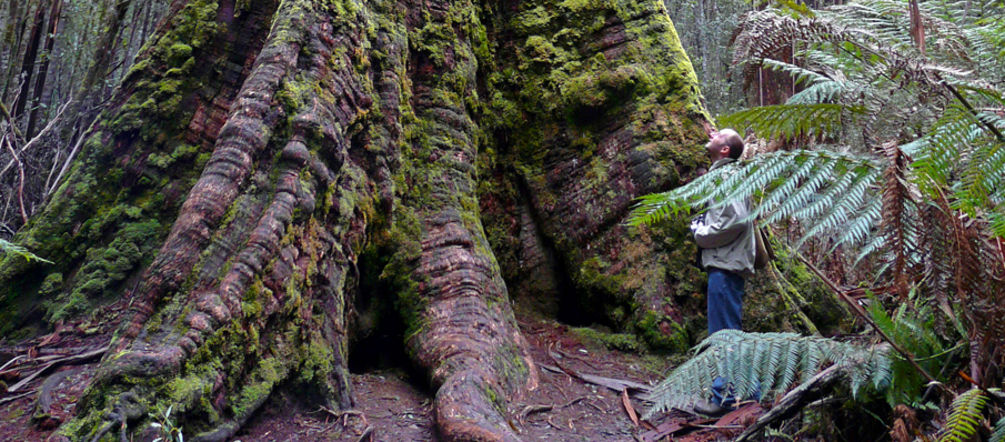 La protection des arbres les plus hauts du monde est remise en cause en Tasmanie Un homme de profil au pied d’un arbre regarde vers le ciel, écrasé par l’immensité d’un eucalyptus géant