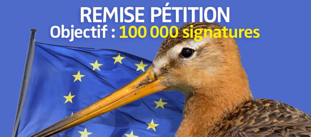 La disparition des prairies pour les cultures industrielles menace de nombreuses espèces d’oiseaux Photomontage : une barge à queue noire (Limosa limosa) devant le drapeau de l'Union européenne