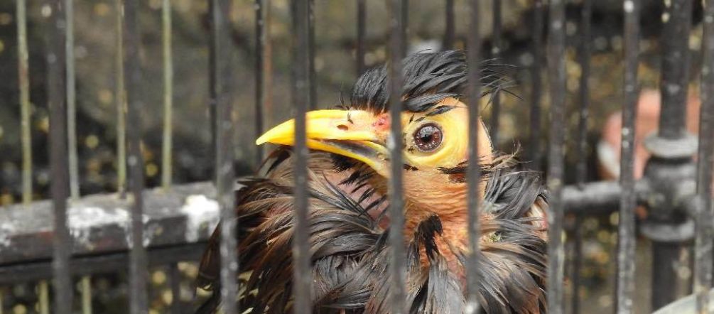 Les oiseleurs sont complices de la disparition de nombreuses espèces Le commerce des oiseaux rares participe à la disparition de nombreuses espèces.