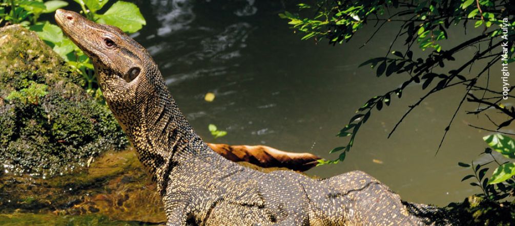 Le varan malais est le premier a avoir besoin de sa peau un varan malais de profil dans la forêt tropicale d'Indonésie
