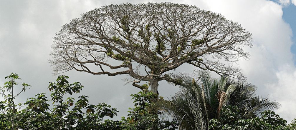 Aidez-nous à préserver Yasuni ! Vue sur la canopée à l’intérieur du Parc national Yasuni en Equateur