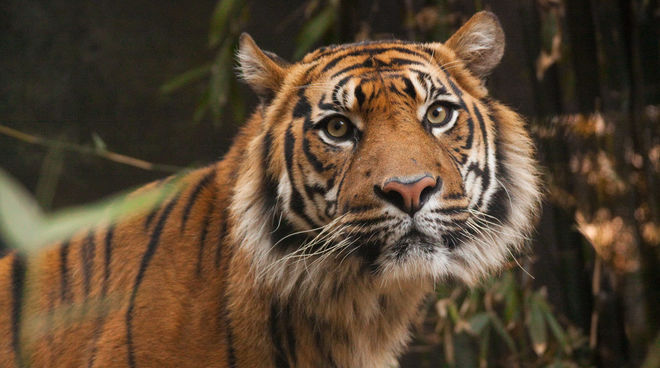 Les tigres peuvent encore être sauvés Tigre de Sumatra dans l’écosystème de Leuser