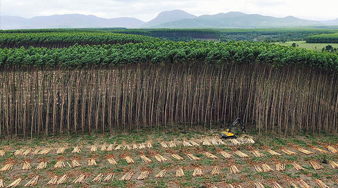 L’ONU considère les monocultures industrielles d’arbres comme des forêts Vue aérienne sur une plantation au Brésil