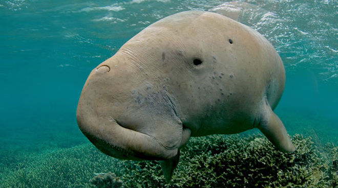Dugong (vache marine) en danger
