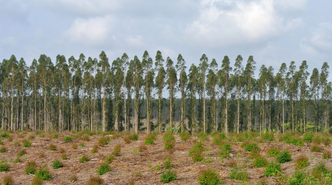 Les plantations d’arbres sont des déserts verts sans aucune valeur écologique Une monoculture d’arbres en Afrique du sud