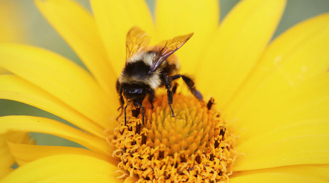 Les abeilles et les autres insectes pollinisateurs sont victimes des pesticides neurotoxiques Une abeille en train de butiner une fleur