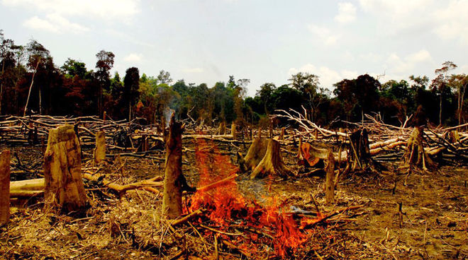 La forêt tropicale est plus importante que les profits tirés de l'huile de palme