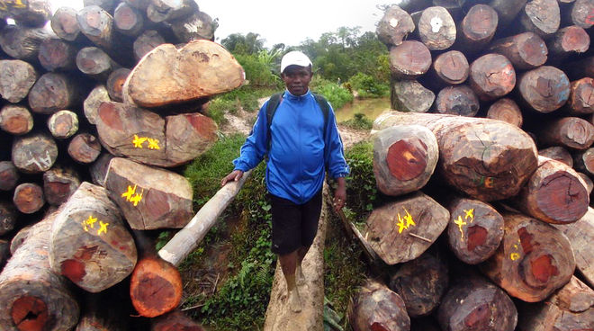 Combattre le trafic de bois de rose est très risqué pour les militants écologistes à Madagascar Photomontage : le militant écologiste Clovis Razafimalala encadré par des piles de grumes de bois de rose
