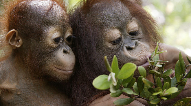 Les orangs-outans de Sumatra sont en très grand danger Deux jeunes orangs-outans dans la forêt tropicale humide de Sumatra