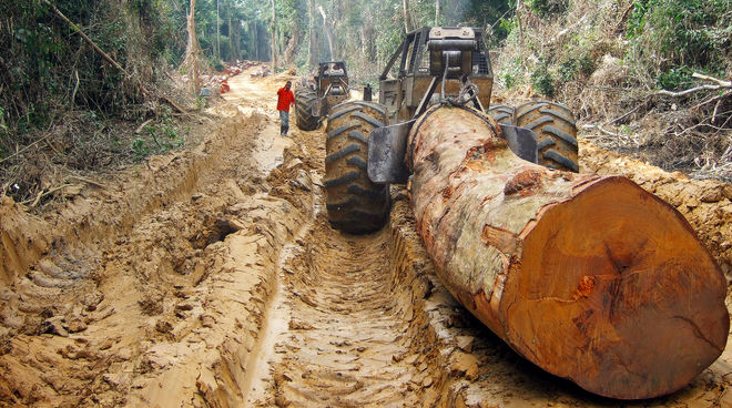 Une grume d'arbre géant transportée sur une route dans une forêt tropicale  en Afrique Centrale