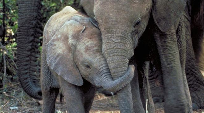 Enfin un signe d’espoir pour les éléphants d’Afrique ? Une femelle éléphant et son petit éléphanteau tête contre tête, la trompe nouée