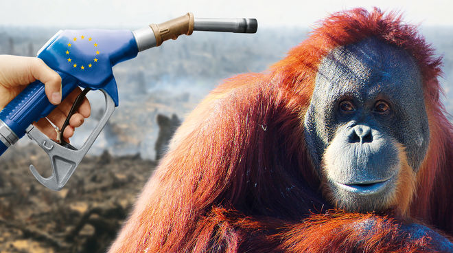 Le "biocarburant" à l'huile de palme : une énergie dite "renouvelable" qui exacerbe la déforestation ! La politique européenne de soutien aux "biocarburants" exacerbe la déforestation