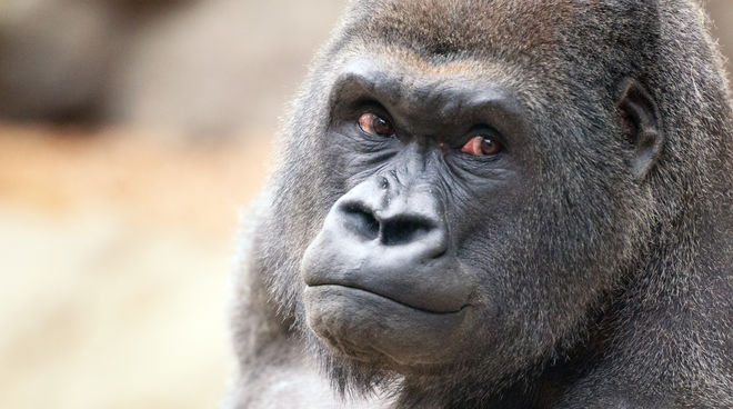 Avenir incertain : les gorilles et autres grands singes sont menacés d’extinction Un gorille nous regarde et sourit avec bienveillance
