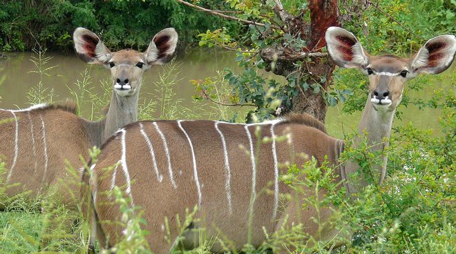 Antilopes dans les forêts et savanes du Ghana Deux antilopes