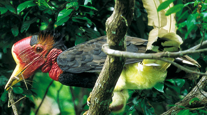 Un spectacle rare : un calao à casque rond dans un arbre Un calao à casque rond (Rhinoplax vigil) dans un arbre