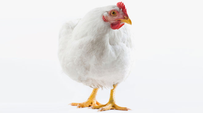 Une « vie » de poulet : 47 jours parqué en batterie jusqu’à l’abattoir Poulet blanc