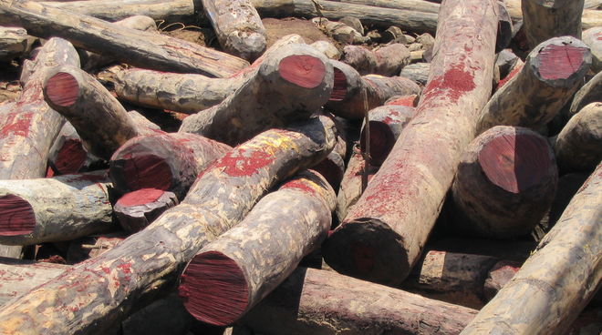 Les bois précieux sont abattus illégalement en Afrique Des grumes de bois de rose abattus illégalement à Madagascar