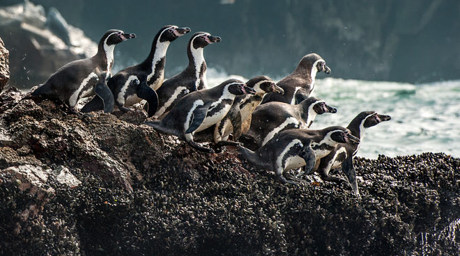 Les manchots de Humboldt ont besoin d'une aire marine continue et protégée Groupe de manchots de Humboldt escalade le long des falaises de l'eau