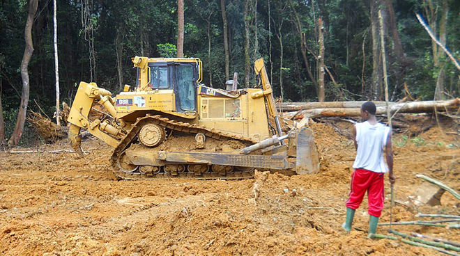 Huile de palme: les spéculateurs dévastent la forêt tropicale