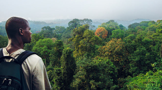 Les forêts tropicales recouvrent encore la plus grande partie du Cameroun Un homme de dos observe la canopée de la forêt tropicale humide camerounaise