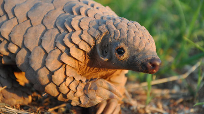 Les pangolins continuent à être chassés et vendus illégalement en Asie du Sud-est Bébé pangolin