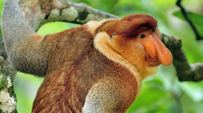 Empêchons la destruction de l’habitat naturel du singe nasique Le singe nasique (Nasalis larvatus) est endémique de l'île de Bornéo