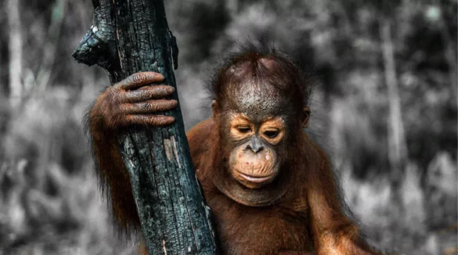 Faune sauvage  Ocean Planete  en danger ... - Page 2 Otong-orangutan.png