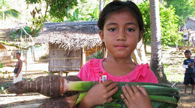 es familles Pala'wan cultivent leurs fruits et leurs légumes dans des petits jardins forestiers Avec pour arrière plan les cabanes de son village, une jeune fille au T-Shirt rose nous montre une belle botte de Taro