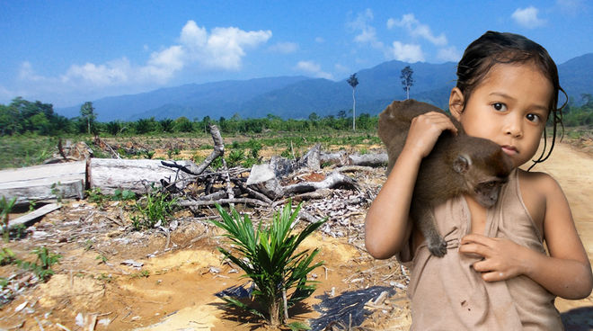 Pour les autochtones, l’huile de palme est synonyme de perte des moyens de subsistance et de misère… Une petite fille tient sur son épaule un singe devant le paysage désolant d’une forêt défrichée