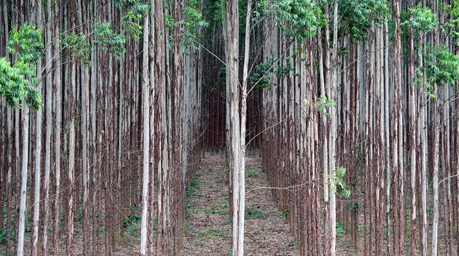 Maximisation des profits au prix de l’homme et de la nature : plantation industrielle d’eucalyptus au Brésil Des arbres au fin tronc alignés en rang et régulièrement à perte de vue dans une monoculture industrielle au Brésil