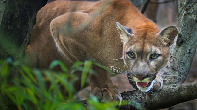 Le Parc national Yaigojé Apaporis est foyer de sept peuples indigènes et d’une riche biodiversité Un puma faisant le guet sur une branche en Amérique