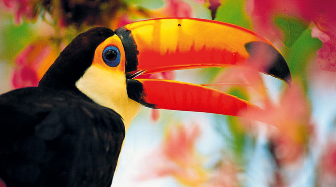 Toucan vu de profil