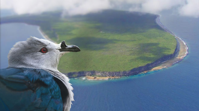 Le Rupe - Ducula aurorae - est une espèce endémique de l’atoll de Makatea dans le Pacifique Un Carpophage de la Société ou « Rupe » (Ducula aurorae) regarde du ciel l’atoll soulevé de Makatea en Polynésie française