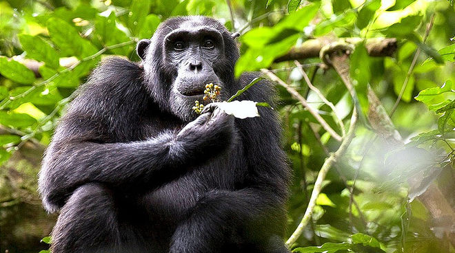 L’habitat des chimpanzés réduit comme peau de chagrin en Ouganda Un chimpanzé en Ouganda