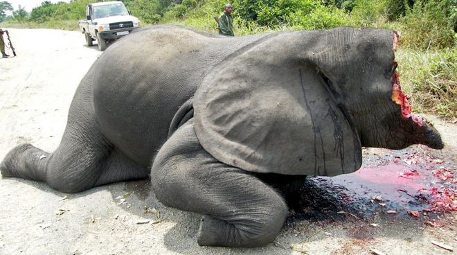 Image choquante : un éléphant dont les défenses en ivoire et la moitié de la tête ont été arrachés, git sur une route à l'intérieur du Parc national des Virunga