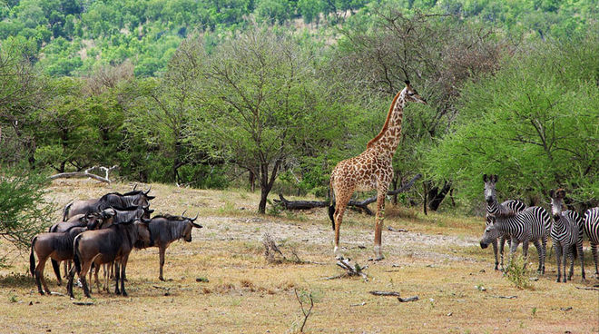 La faune unique de Selous est menacée par une mine d'uranium Gnous, girafe et zèbres autour d'un point d'eau dans la réserve de gibier de Selous